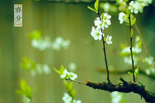 关于春分节气知识点详细介绍