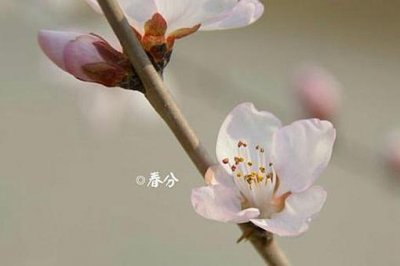 ​关于春分节气知识点详细介绍