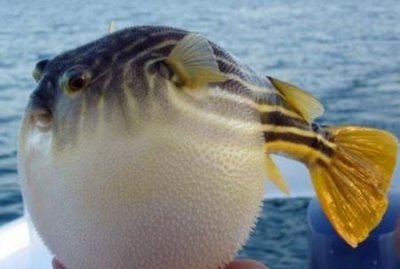 ​海安县美食，海安有什么好吃的美食介绍一下？