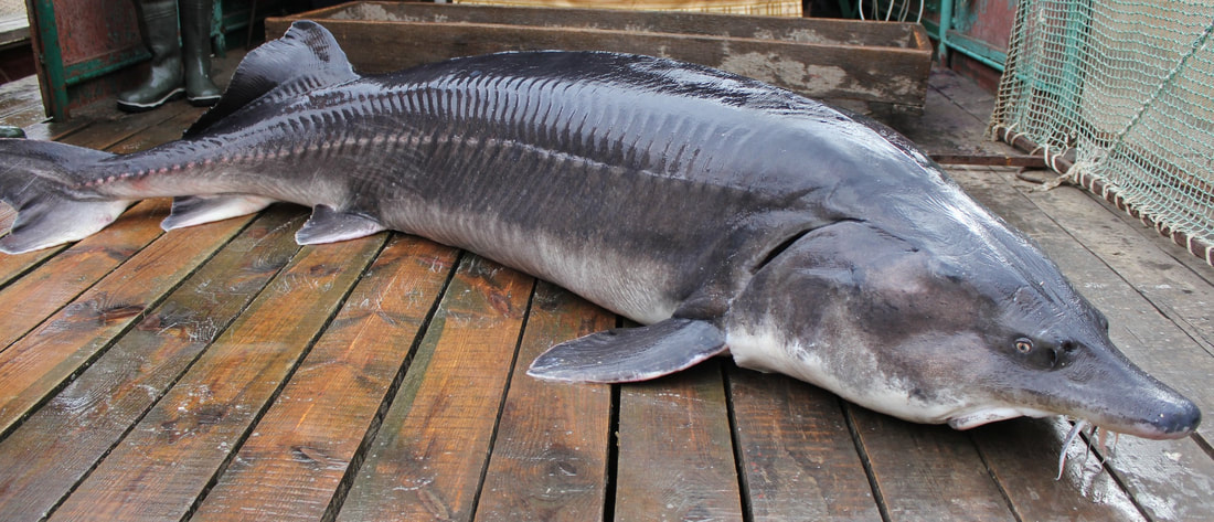 最大的鱼叫什么鱼（图文讲解世界上最大的淡水鱼）