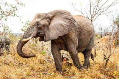 ​研究表明：人类在2万年前到达阿根廷，他们可能是靠吃巨型犰狳生存下来的