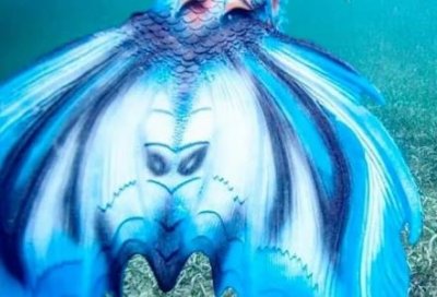 ​揭开美人鱼神奇面纱 走入美人鱼世界