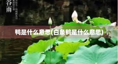 ​鸭是什么意思(白条鸭是什么意思)