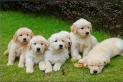 ​新手养金毛狗入门必备攻略（8招教你养宠物狗之一）