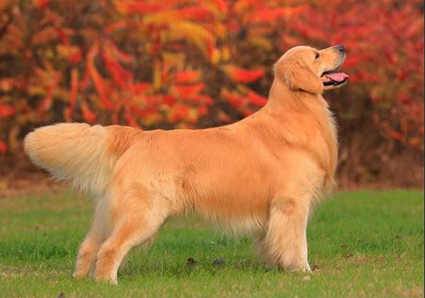 新手养金毛狗入门必备攻略（8招教你养宠物狗之一）(2)