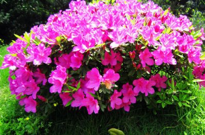 ​杜鹃花开花时能施肥吗 这样做提高施肥频率，花期长更美了