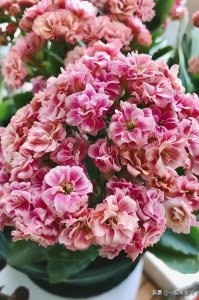 ​分享6款经典的长寿花，每一款都花大色艳爱爆花，你最喜欢哪种？