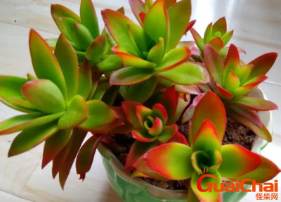 ​火祭如何养？火祭怎么养才能变红及预防火祭徒长的方法？