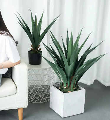 0种不怕太阳晒的盆栽绿植