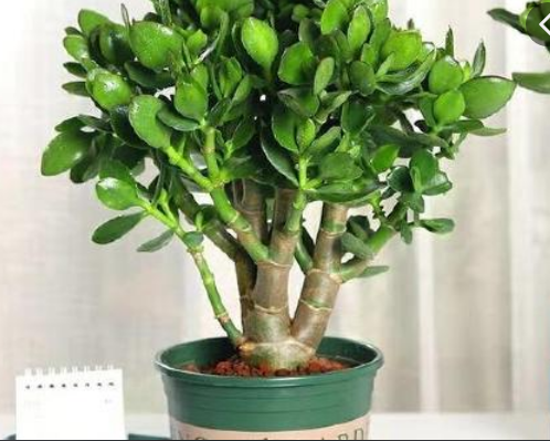 0种不怕太阳晒的盆栽绿植