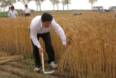 芒种代表仲夏的，芒种是什么季节？图5