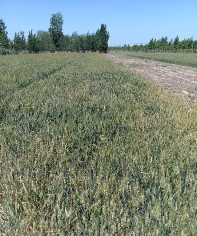 芒种代表仲夏的，芒种是什么季节？图4