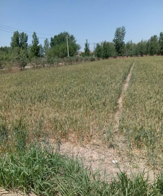 芒种代表仲夏的，芒种是什么季节？图3