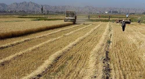 芒种代表仲夏的，芒种是什么季节？图6