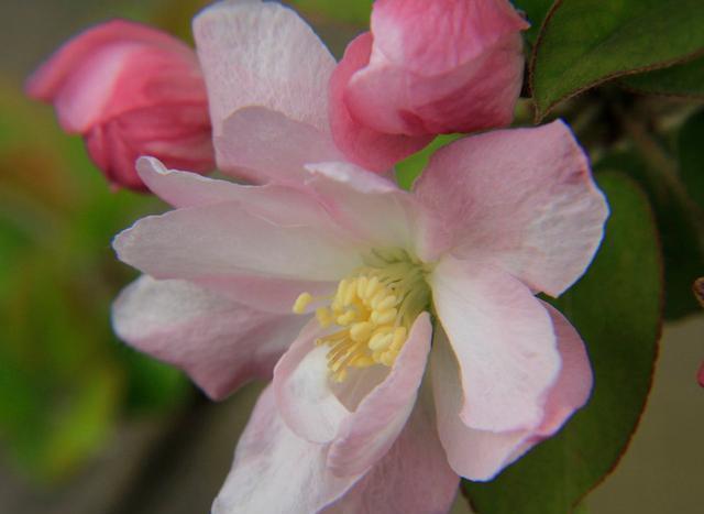 长寿冠海棠的养殖方法技巧