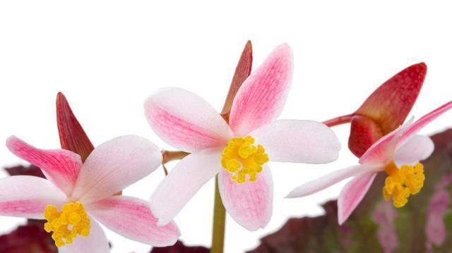 长寿冠海棠的养殖方法技巧