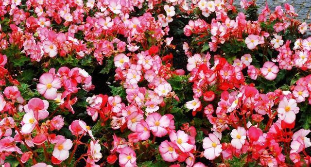 长寿冠海棠的养殖方法技巧