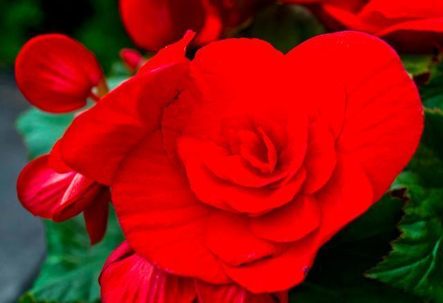 长寿冠海棠的养殖方法技巧