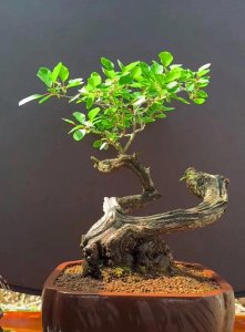 ​世界最美盆景鉴赏——黄栌