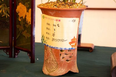 ​兰花3年不开花？养兰大神教你这1招，1个月养出极品天价兰！