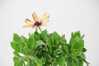 ​蓝目菊如何过冬