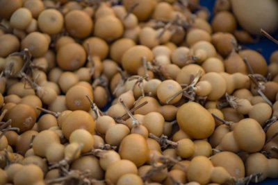 ​葫芦怎么才能变黄，怎么才能让葫芦快速变黄