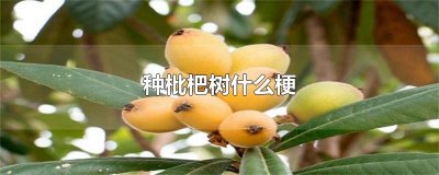 ​种枇杷树什么梗