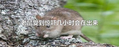 ​老鼠受到惊吓几小时会在出来