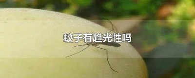 ​蚊子是不是趋光性动物 蚊子是不是趋光性植物
