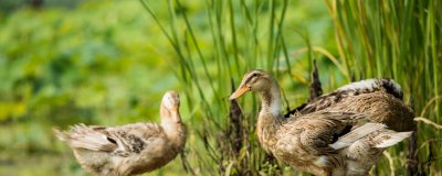 ​鸭子爱吃什么