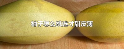 ​柚子怎么挑选才甜皮薄