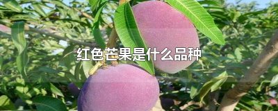 ​红色芒果是什么品种