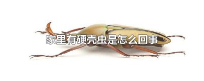 ​家里有硬壳虫是怎么回事