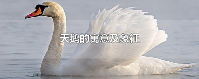 ​天鹅的寓意及象征