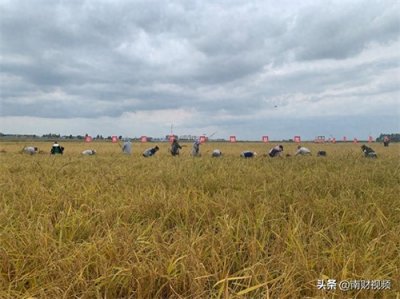 ​中国最知名的大米——五常大米开镰 丰收稳价 电商包地成本降四分之一