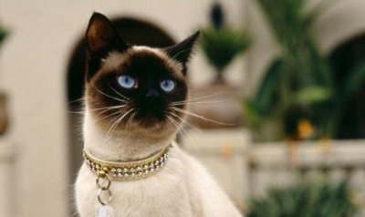 ​暹罗是哪个国家,暹罗国是现在的哪里