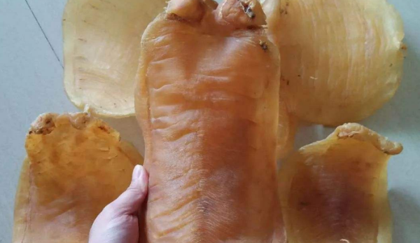 假花胶浸泡特征,猪皮做的鱼胶是什么样子的图5