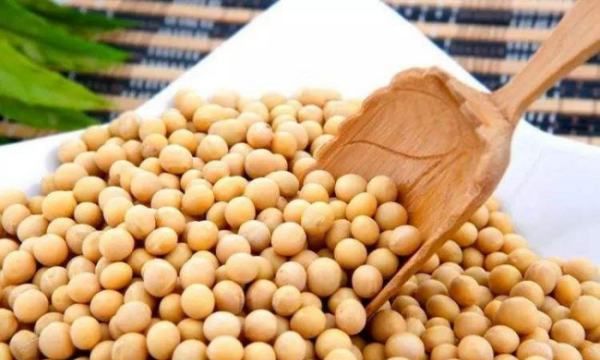 黄豆吃了有什么好处,经常吃黄豆有什么好处?有什么坏处?图4