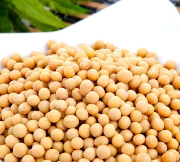 黄豆吃了有什么好处,经常吃黄豆有什么好处?有什么坏处?图5