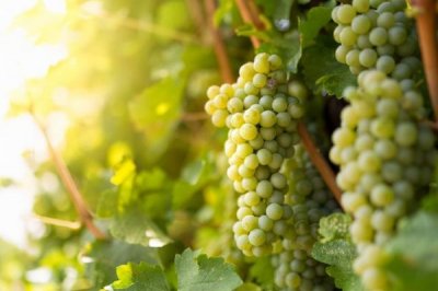 ​长相思是什么葡萄品种？长相思葡萄品种名字的由来