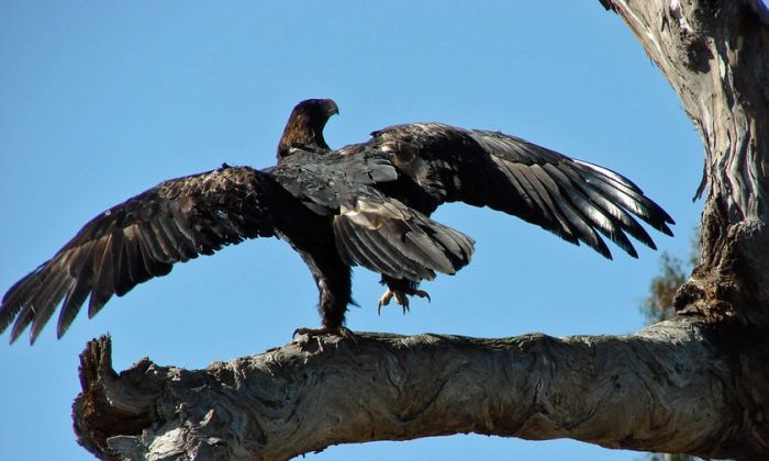 鹰是一种什么样的动物