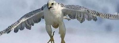 ​鹰是鸟类还是兽类,雄鹰是鸟类还是兽类最佳答案