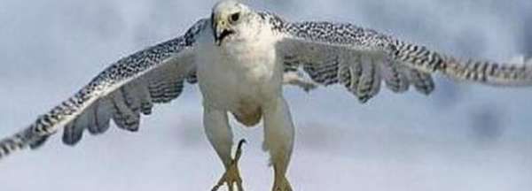 鹰是鸟类还是兽类,雄鹰是鸟类还是兽类最佳答案图1