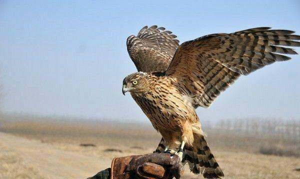 鹰是鸟类还是兽类,雄鹰是鸟类还是兽类最佳答案图3