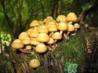 白玉菇是什么?白玉菇的功效与作用有哪些