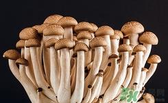 白玉菇是什么?白玉菇的功效与作用有哪些