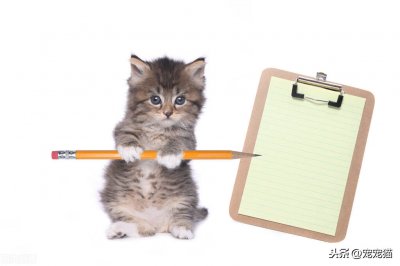 ​家猫不想养了怎么处理最好（如何处理不想养的猫咪）