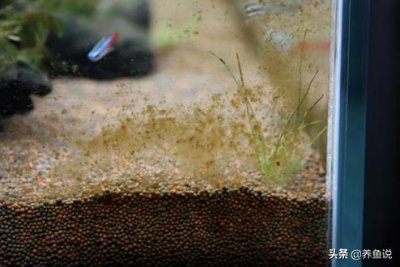 ​鱼缸壁上黄褐色的东西怎么处理（鱼缸水质好才会有这东西）