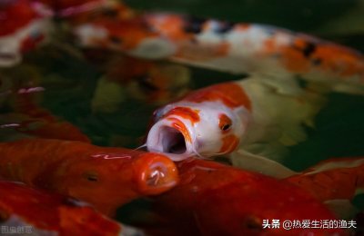 ​鱼缸几天换一次水最好（鱼缸的水浑浊如何正确换水）