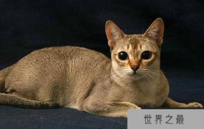 ​世界上最小的猫品种